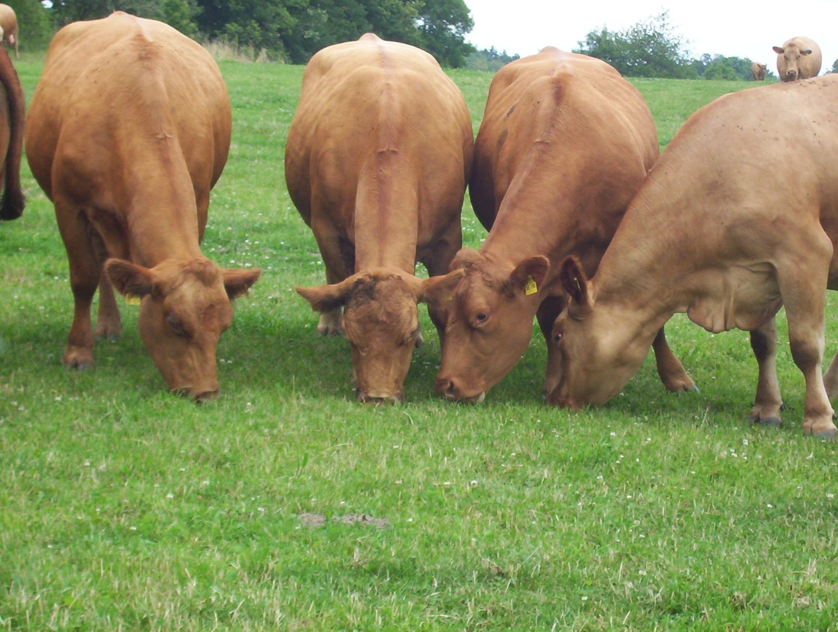 Gelbvieh (Frankenvieh)